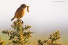 stonechat_240217a.jpg