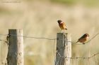 stonechat_240217e.jpg