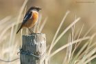 stonechat_240217g.jpg