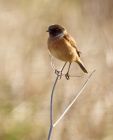 stonechat_240308a.jpg