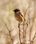 stonechat_240308c.jpg