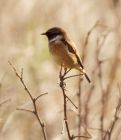 stonechat_240308d.jpg