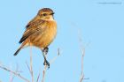 Filename=stonechat_261116b.jpg
Filesize=374KB
Dimensions=1200x800
Date added=Feb 01, 2018 stonechat_261116b.jpg