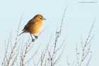 stonechat_261116c.jpg