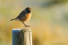 stonechat_261116d.jpg