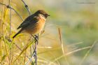 stonechat_261116f.jpg