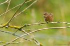 stonechat_HB_030920a.jpg