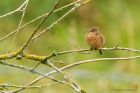 stonechat_HB_030920b.jpg