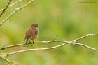 stonechat_HB_030920c.jpg