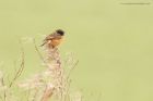 stonechat_MM_050219a.jpg