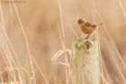 stonechat_MM_050219c.jpg