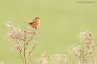 stonechat_MM_050219d.jpg