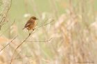 stonechat_MM_050219e.jpg