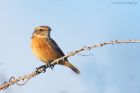 stonechat_RP_131120b.jpg