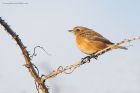 stonechat_RP_131120c.jpg