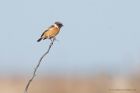 stonechat_sefton_220219h.jpg