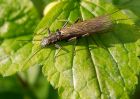 stonefly_170409a.jpg