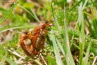 summerChafers_160619a.jpg