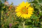 sunflower_190718a.jpg