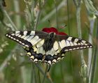 swallotail_080607c.jpg