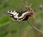 swallotail_080607e.jpg