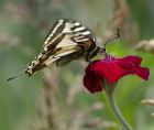 swallotail_080607h.jpg