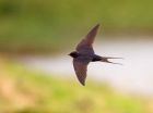 swallow_030908b.jpg