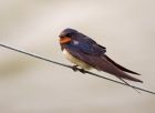 swallow_030908c.jpg