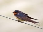 swallow_030908d.jpg