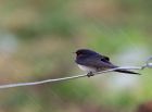 Filename=swallow_030908h.jpg
Filesize=164KB
Dimensions=800x590
Date added=Sep 04, 2008 swallow_030908h.jpg