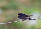 swallow_030908i.jpg