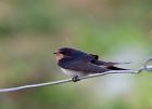 swallow_030908k.jpg