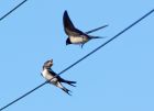 swallow_040907a.jpg