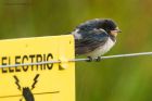 Filename=swallow_110816a.jpg
Filesize=394KB
Dimensions=1200x800
Date added=Feb 01, 2018 swallow_110816a.jpg