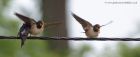 swallow_170611e.jpg