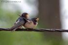 swallow_170611f.jpg