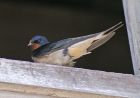 swallow_2305a.jpg