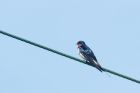 swallow_HB_130519aa.jpg