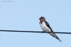 swallow_gdn_270718.jpg