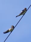 swallows_1407b.jpg