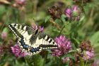 swallowtail_130613a.jpg