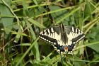 swallowtail_130613b.jpg