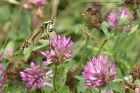 Filename=swallowtail_130613j.jpg
Filesize=261KB
Dimensions=1024x683
Date added=Sep 01, 2013 swallowtail_130613j.jpg