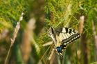 swallowtail_270615a.jpg