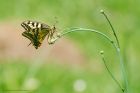 swallowtail_gite_260618a.jpg