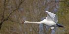 swan_050512a.jpg