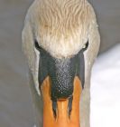 Filename=swan_0804c.jpg
Filesize=141KB
Dimensions=763x800
Date added=Nov 11, 2008 swan_0804c.jpg