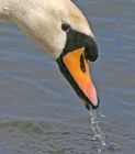 Filename=swan_0804h.jpg
Filesize=167KB
Dimensions=707x800
Date added=Nov 11, 2008 swan_0804h.jpg