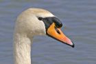 Filename=swan_0804j.jpg
Filesize=143KB
Dimensions=800x536
Date added=Nov 11, 2008 swan_0804j.jpg