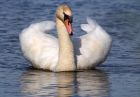 swan_270911a.jpg